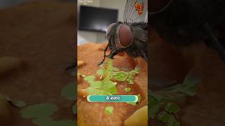 How Flies eats FOOD 🐝  मक्खियाँ आपका खाना कैसे खाती हैं  shorts [upl. by Thgiwd]