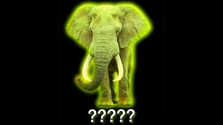 ❗13 MORE Elephant Sound Variations in 35 Seconds❗ [upl. by Sarchet325]