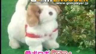 日光テレフォンショッピングが愛犬ロボ［てつ］を売るようです [upl. by Tjaden]