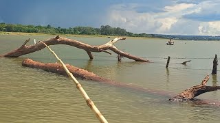 Tem coisas que se não tiver gravado ninguém acredita Pescaria caipira de tucunaré no bambu [upl. by Davidoff428]