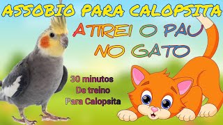 ASSOBIO PARA CALOPSITA  ATIREI O PAU NO GATO TREINAMENTO PARA CALOPSITA [upl. by Alleoj]