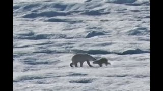 Captan a oso polar cometiendo canibalismo por falta de focas [upl. by Assele813]