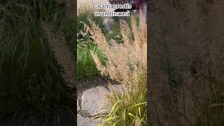 Calamagrostis arundinacea plants perennial grass garden nature botanique [upl. by Levison]