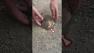 Sweet mama Protecting Chicks  chicks birdslover partridges [upl. by Ytirehc]