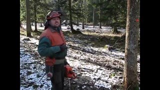 Felling and processing of trees chainsaw Husqvarna 357 XP [upl. by Sillyrama]