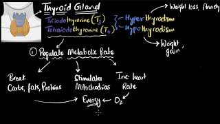 Thyroid gland hormones T3 T4 amp defects  Chemical Coordination  Class 11 Biology  Khan Academy [upl. by Elauqsap]