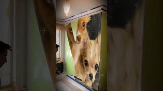 Wall of puppies chihuahuadoglife [upl. by Witte]