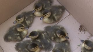 Baby ducklings rescued after falling in storm drain sewer in front of Idaho Falls Best Buy [upl. by Bandur]