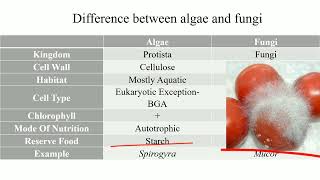 Difference between algae and fungi ll Algae Vs Fungi ll [upl. by Francklin811]