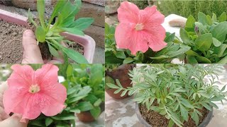 How to shift Petunia Seedling in new HomeWinter seasonal flowering plantspneeri kysy lgayen [upl. by Leihcey]