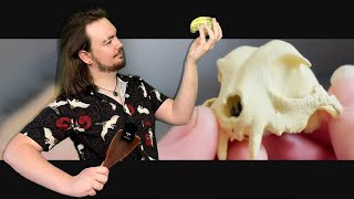 Suspending a Cat Skull In Resin [upl. by Anirrak]