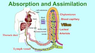 Absorption and AssimilationVILLUS vitamins and water enter into body fluids through the villi [upl. by Lashonde86]