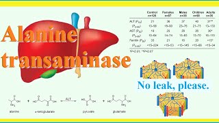 alanine transaminase [upl. by Agn]