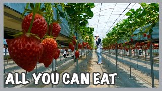 HOW TO ENJOY STRAWBERRY PICKING IN JAPAN  ALL YOU CAN EAT  SHIMANO NOEN HAMAMATSUSHI HunnyRose [upl. by Dusen686]