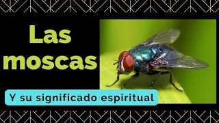 Una mosca me persigue Significado espiritual de las moscas [upl. by Alwitt]