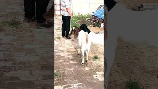 good enjoy short morning goats village life 198 [upl. by Pelagia191]