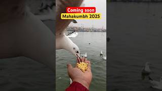 Mahakumbh 2025 Coming Soon  mahakumbh2025 kumbh prayagraj viralvideo trending [upl. by Ruthi]