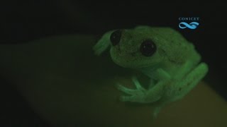 Científicos argentinos presentan el descubrimiento de ranas fluorescentes [upl. by Sievert]