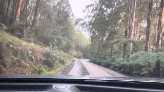 Toolangi State Forest Drive [upl. by Tallulah]