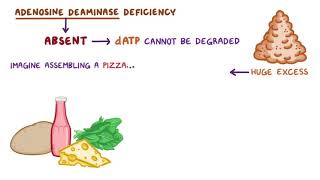 Immunology Adenosine deaminase deficiency [upl. by Asiel325]