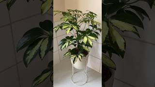 schefflera arboricola umbrellaplant indoorplants houseplants plantlover plantdecor plants [upl. by Reffinej218]