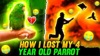 HOW I LOST MY 4 YEAR OLD PARROT 😔💔  STORY TIME [upl. by Nivonod]