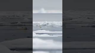 Polar bear hunting seal caught on camera shorts short [upl. by Ahserak]