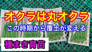 『種まき』オクラは直播ではなく、定植にしています。覆土はイネニカ。2024年3月26日 [upl. by Annocahs868]