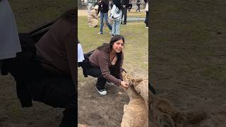 Deer in nara japan really very friendly deer  Nara deer  Nara Park narapark deer japan [upl. by Gwenn]