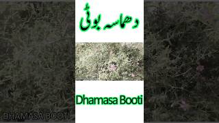 Dhamasa Booti Benefits in Urdu  Fagonia Indica  Dhamasa Booti k Fayde  Dhamasa Booti Sy Ilaj [upl. by Nagaer436]