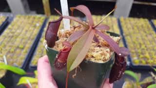 Nepenthes Breeding Program Late June 2017 [upl. by Gildas]