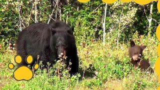 Observation dun Ours Noir 🐻 avec son Bébé 👶 au Yukon Canada  Les animaux sauvages [upl. by Dorina]