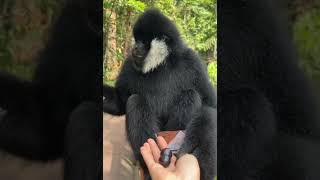 A black monkey❤️cute natureloveres blackmonkey animals srilanka srilankanwildlife Ashee500 [upl. by Licastro]