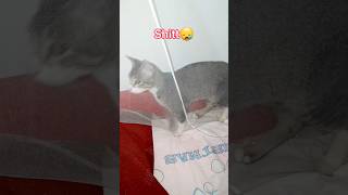 Funny cat 🤣🤣 shorts cat funny [upl. by Humo]