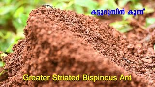 Greater Striated Bispinous Ant  കട്ടുറുമ്പ് [upl. by Cartwright]