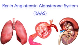 Renin Angiotensin Aldosterone System RAAS  MADE SUPER EASY [upl. by Alekin20]