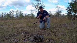 The Eastern Diamondbacked Rattlesnake [upl. by Kym]