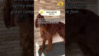 Irish Setter Facts shorts dog facts [upl. by Crowley]