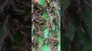 Amazing locusts locust nature locustswarm animals natureinsects lovepets birds [upl. by Arhat914]