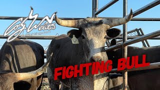 Catching A Fighting Bull  Behind the Chutes 37 [upl. by Adlesirc]