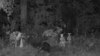 ASMR MISSISSIPPI SUMMER NIGHT CRITTERS ON NIGHTVISION [upl. by Aryan]