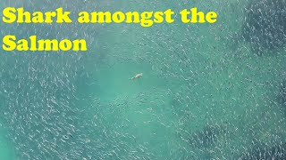 Merimbula Bar Beach Shark amongst a school of salmon [upl. by Edveh]