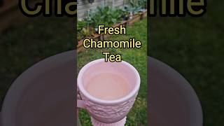 FRESH Chamomile Tea No drying garden dailyvlog chamomiletea flowers food shorts homemade [upl. by Sparks142]