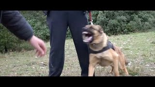 BERGER MALINOIS AGRESSIVITE ENVERS LES HUMAINS [upl. by Yusuk]