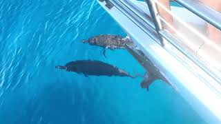 NaPali Coast Kauai Hawaii Dolphins hawaii kauai 🎥 Juan Avalos [upl. by Glass]