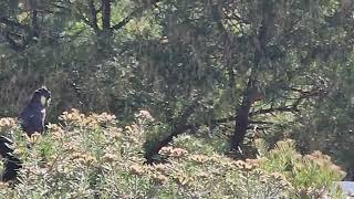 Yellow Black Tailed Cockatoos [upl. by Enajharas]