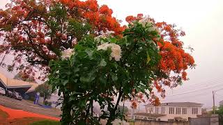 PÉ DE JACARANDÁ FLORIDO COM BÔNUS DE MAIS DUAS ARVORES LINDAS FLORIDAS [upl. by Sammy]