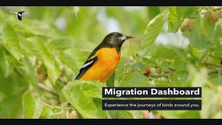 BirdCast Migration Dashboard  Try it Today [upl. by Eirrak]