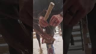 Farrier fun in Tx farrierlife horseshoeing farrier horseshoeing [upl. by Ahsirek]