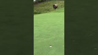 Crazy One Foot Putt on Hole 5 at Pursell Farms shorts golf [upl. by Nirel]